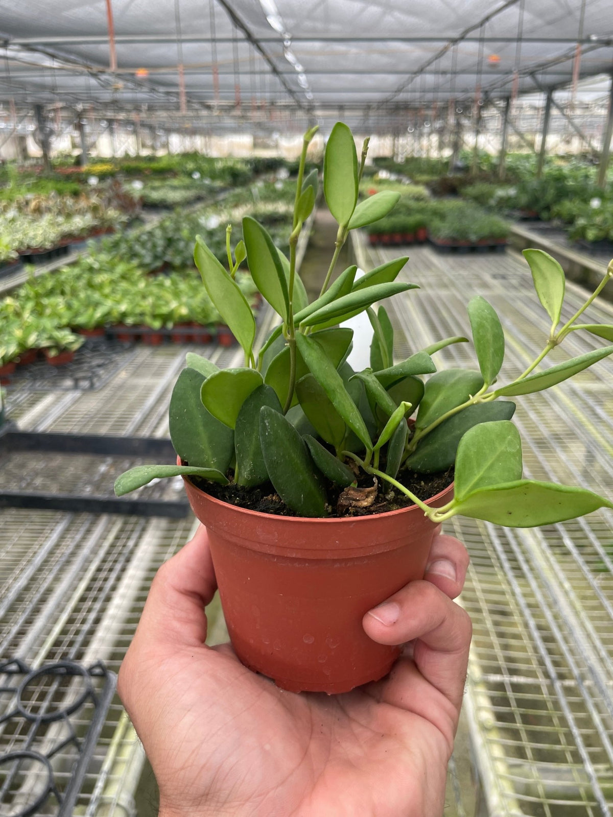 Hoya Chouke - BetterGrow Hydro