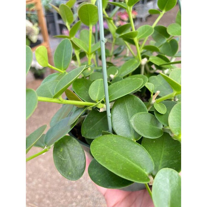 Hoya Cumingiana - BetterGrow Hydro