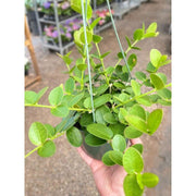 Hoya Cumingiana - BetterGrow Hydro