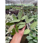 Hoya 'Eliptica' - BetterGrow Hydro