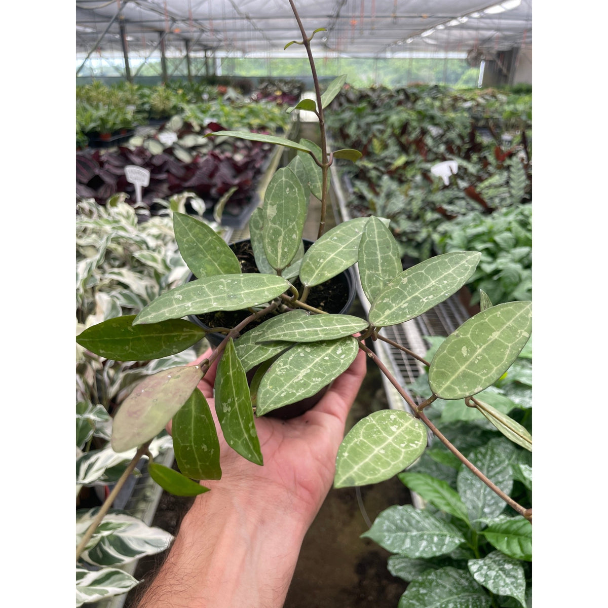 Hoya 'Eliptica' - BetterGrow Hydro