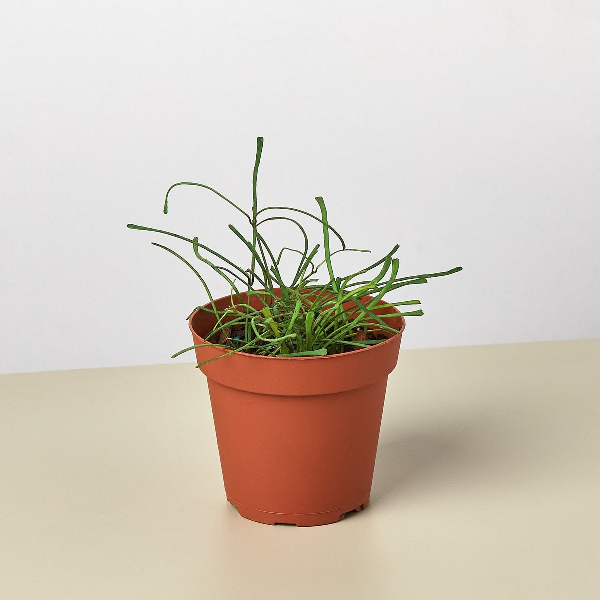 Hoya 'Grass Leafed' - 4" Pot - BetterGrow Hydro
