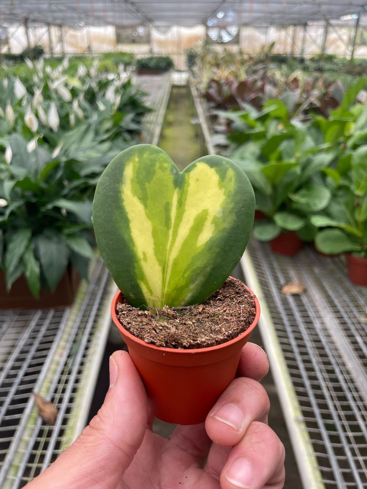 Hoya Heart Flame - BetterGrow Hydro