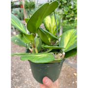 Hoya Heart 'Reverse Variegata' - BetterGrow Hydro