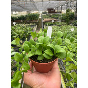 Hoya Heuschkeliana - BetterGrow Hydro