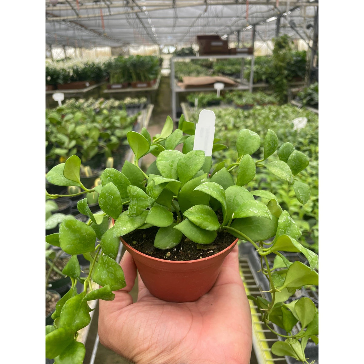 Hoya Heuschkeliana - BetterGrow Hydro