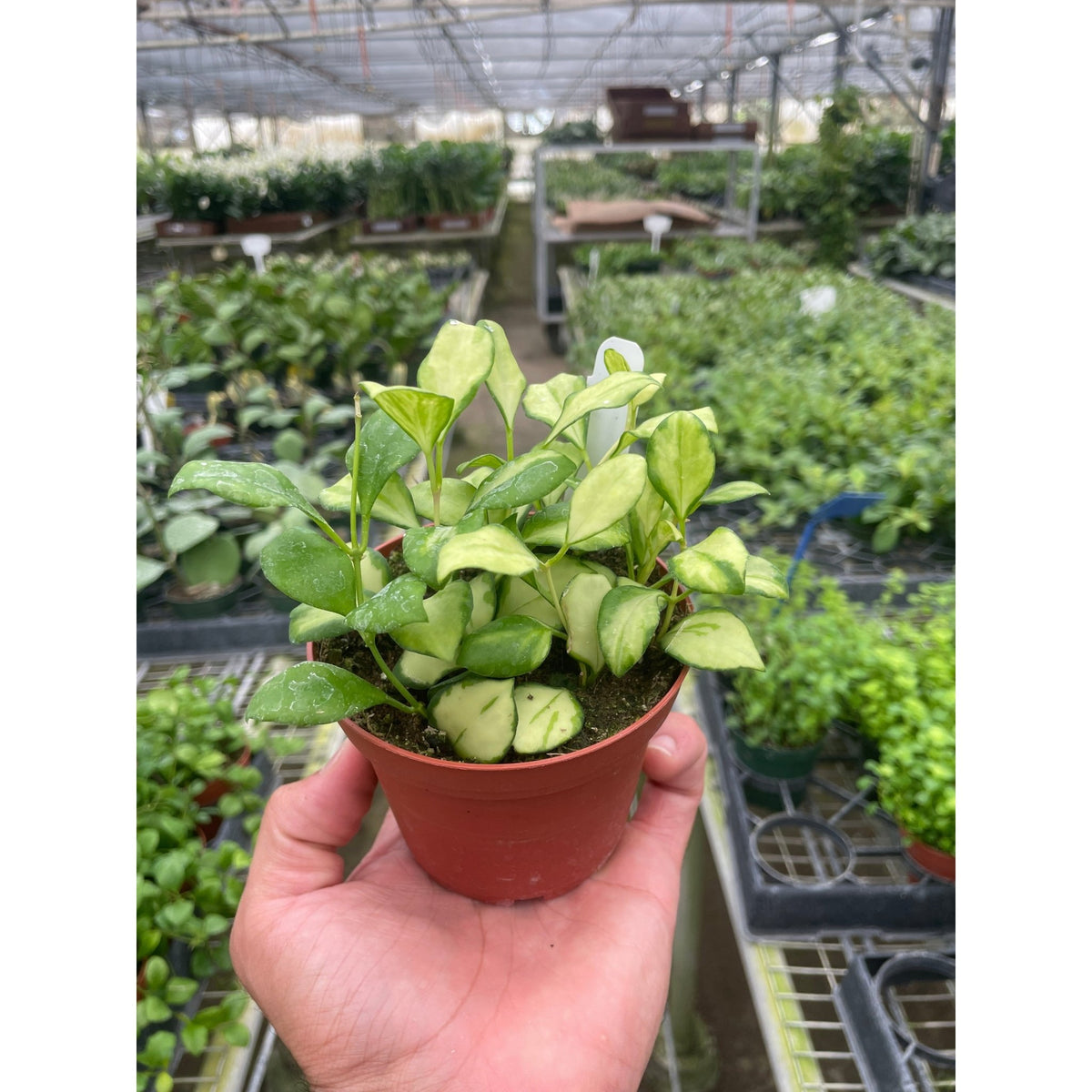 Hoya Heuschkeliana Variegated - BetterGrow Hydro