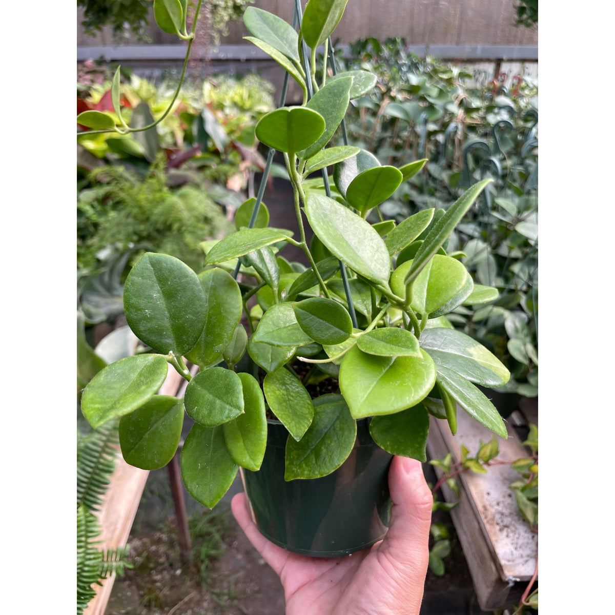 Hoya 'Keysii' - BetterGrow Hydro