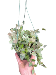 Hoya Krohiana 'Eskimo' - BetterGrow Hydro