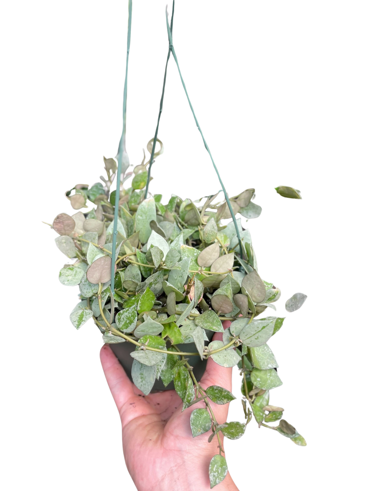 Hoya Krohiana 'Eskimo' - BetterGrow Hydro