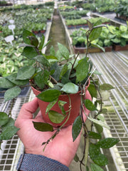 Hoya Krohniana Black - BetterGrow Hydro