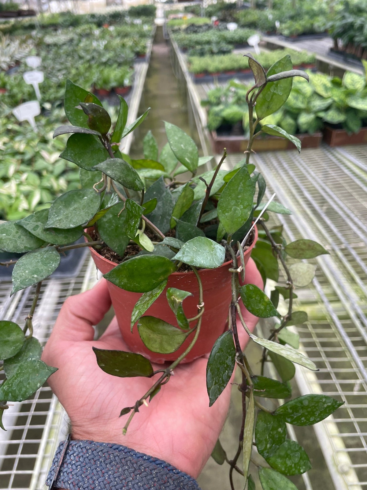 Hoya Krohniana Black - BetterGrow Hydro