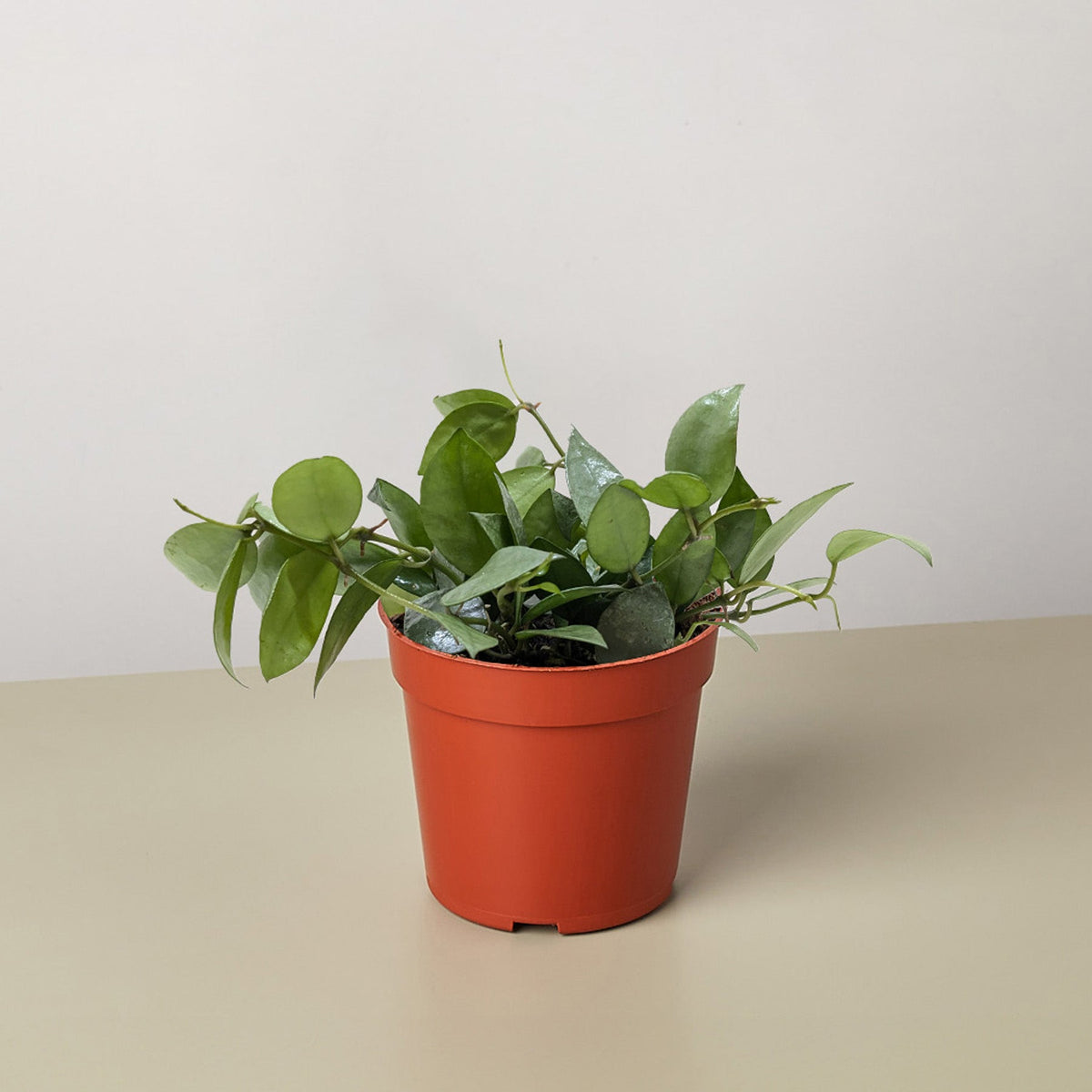 Hoya Krohniana Super Silver - BetterGrow Hydro