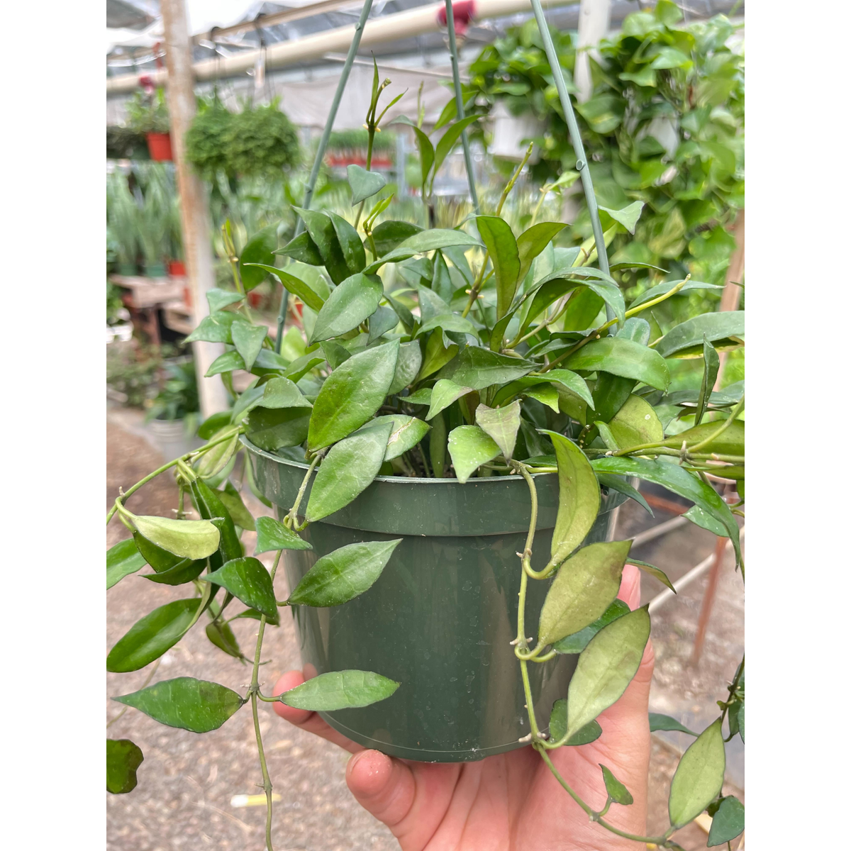 Hoya 'Lacunosa' - BetterGrow Hydro
