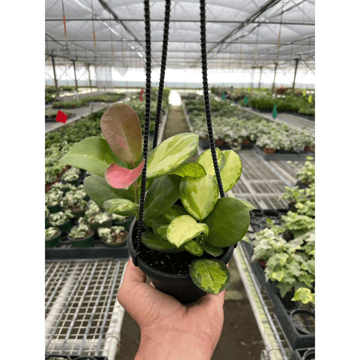 Hoya 'Lisa' - BetterGrow Hydro