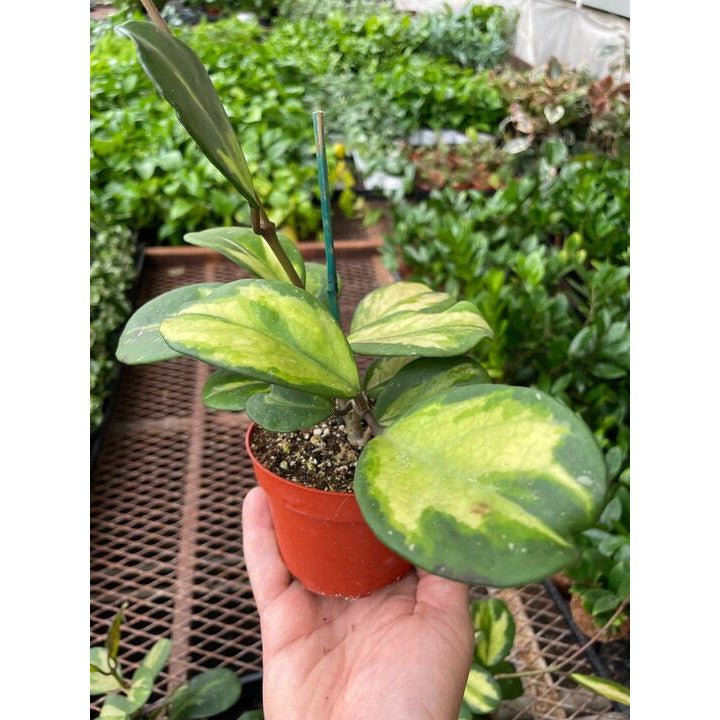 Hoya Obovata Reverse - BetterGrow Hydro