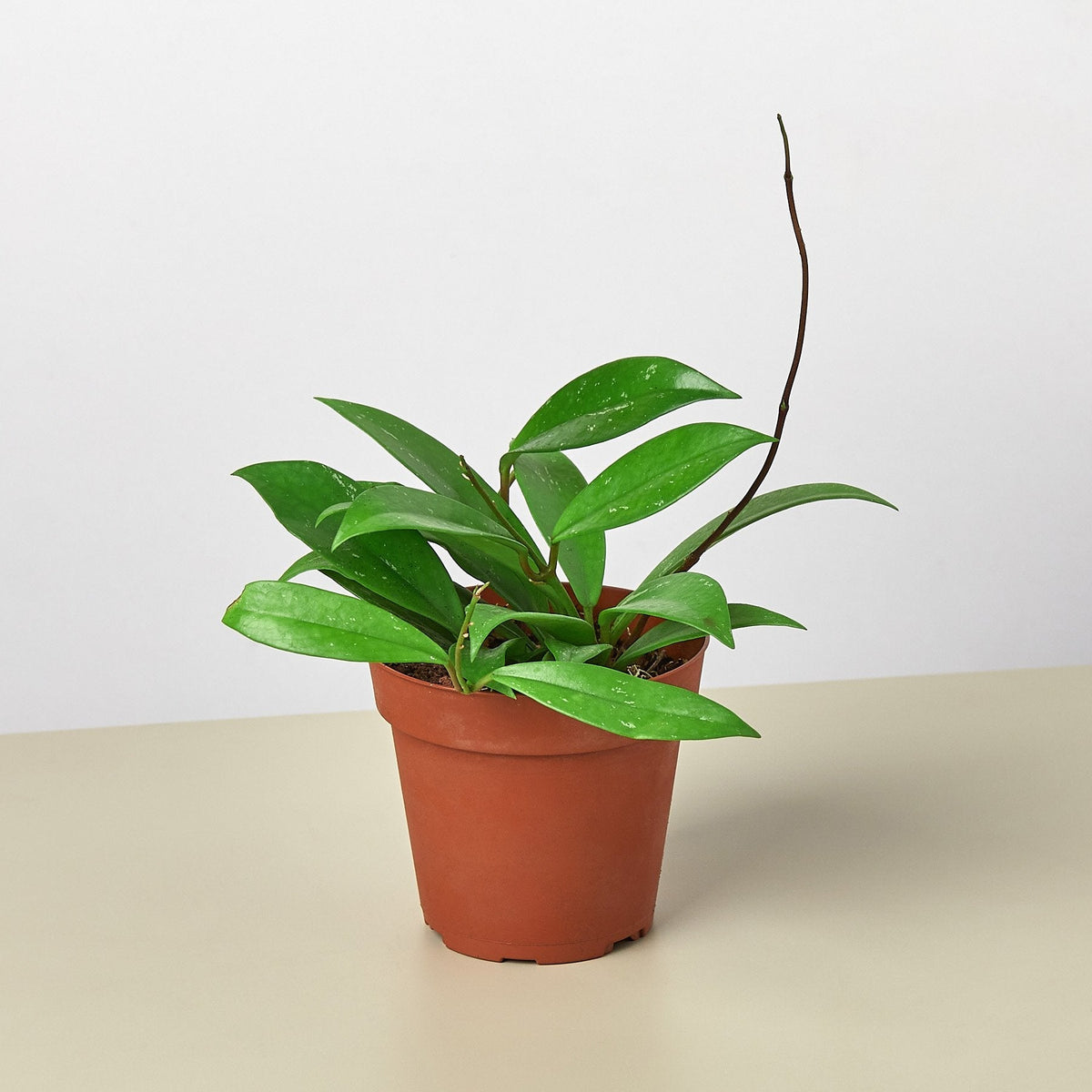 Hoya 'Publicalyx' - BetterGrow Hydro