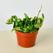 Hoya Rope Plant - BetterGrow Hydro