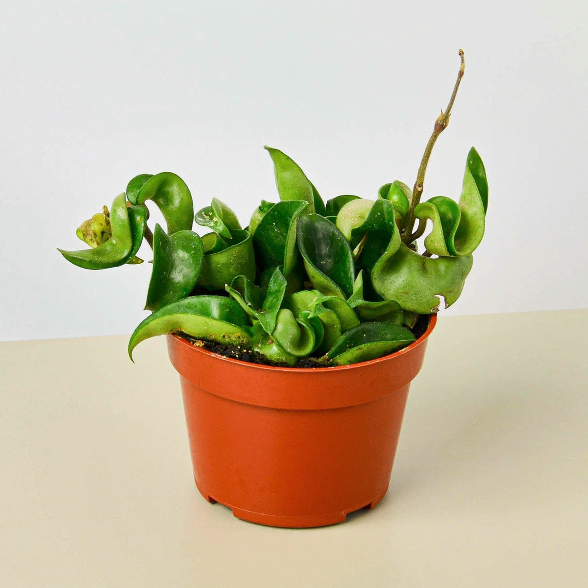 Hoya Rope Plant - BetterGrow Hydro