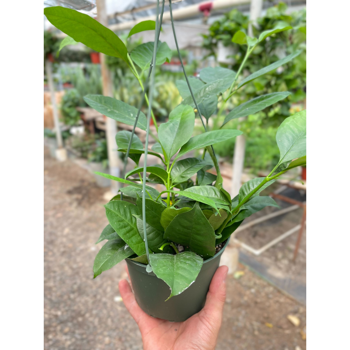 Hoya 'Shooting Star' - BetterGrow Hydro