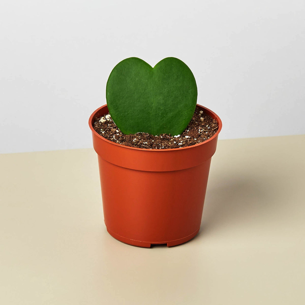 Hoya 'Sweetheart' - BetterGrow Hydro