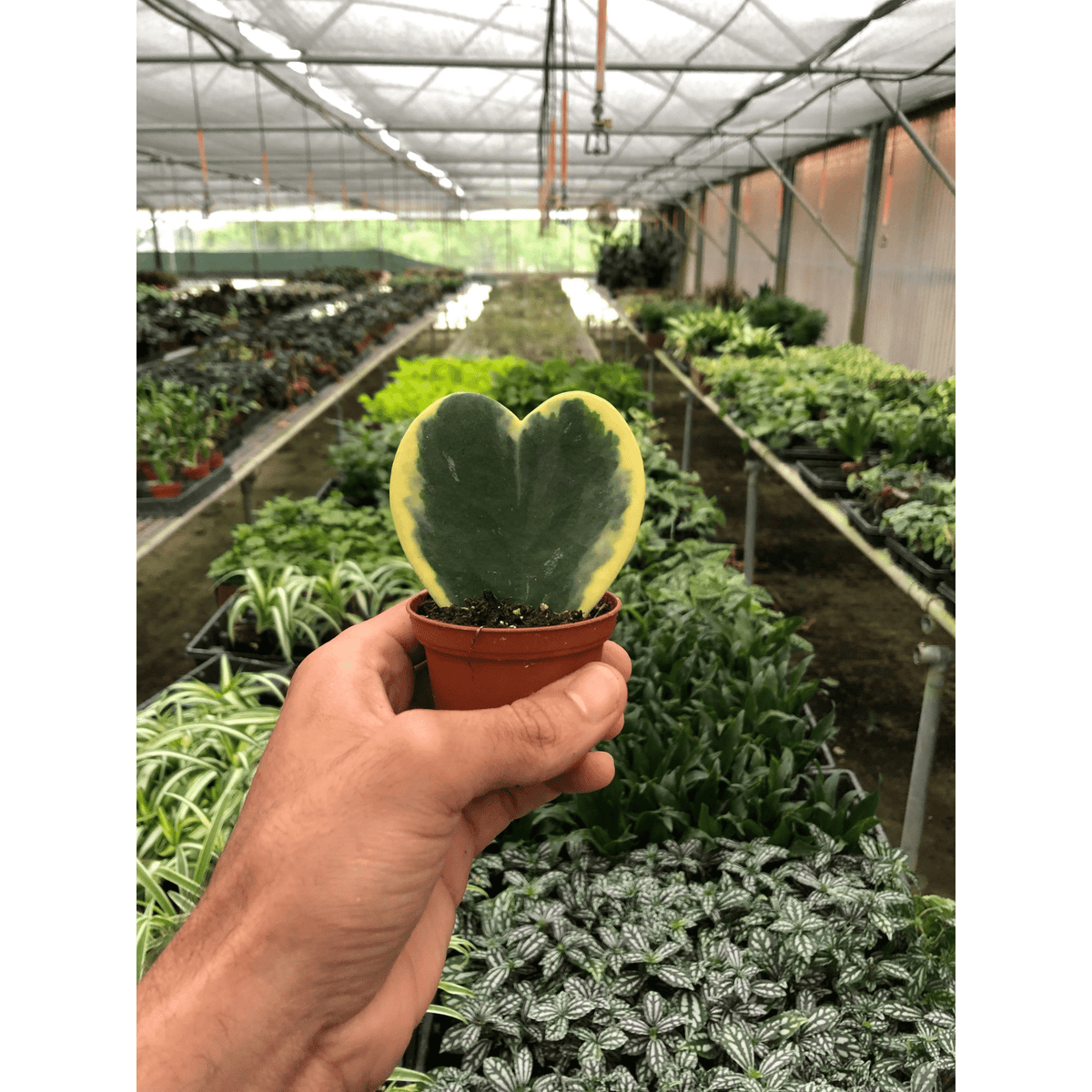 Hoya 'Sweetheart Variegated' - BetterGrow Hydro