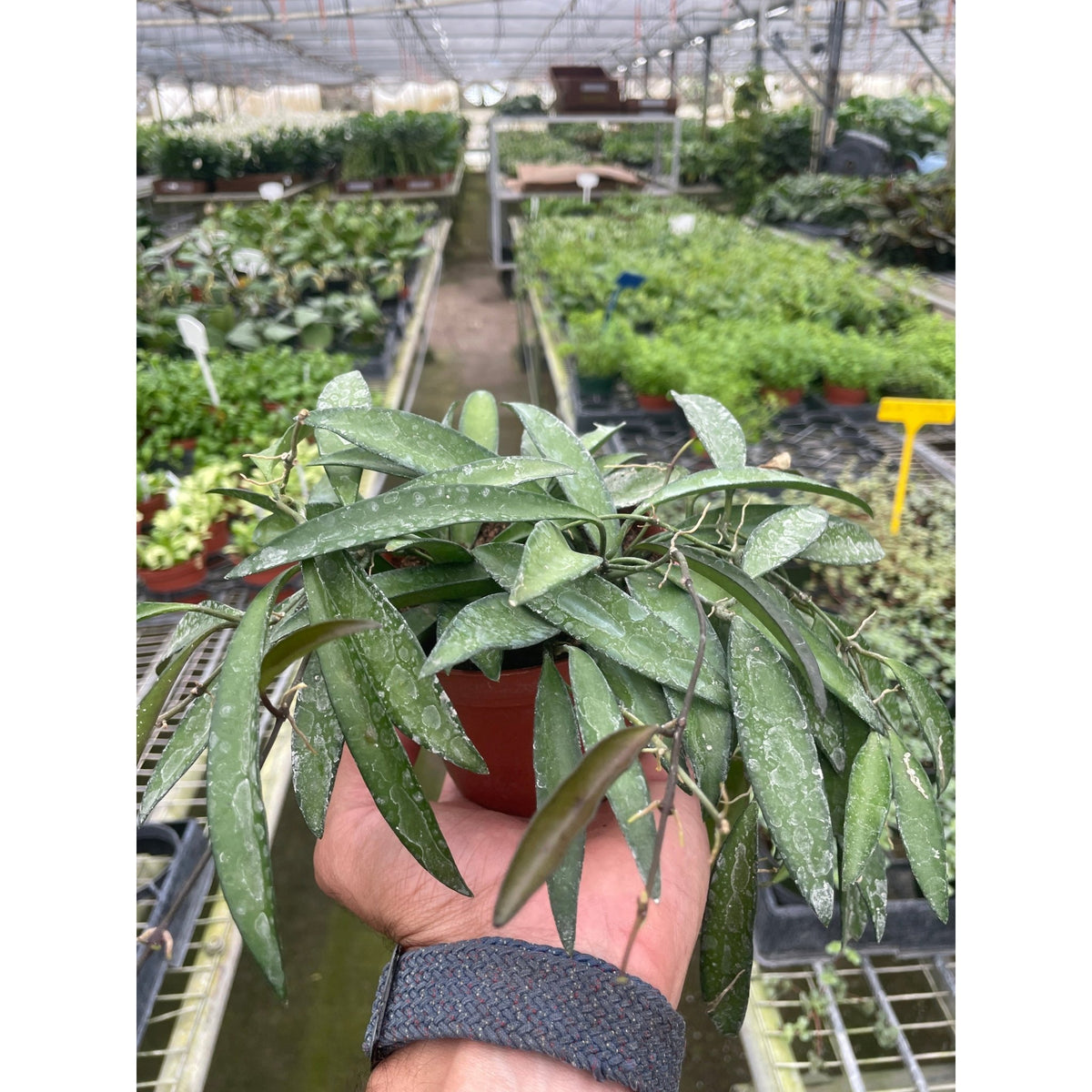 Hoya Wayetii - BetterGrow Hydro