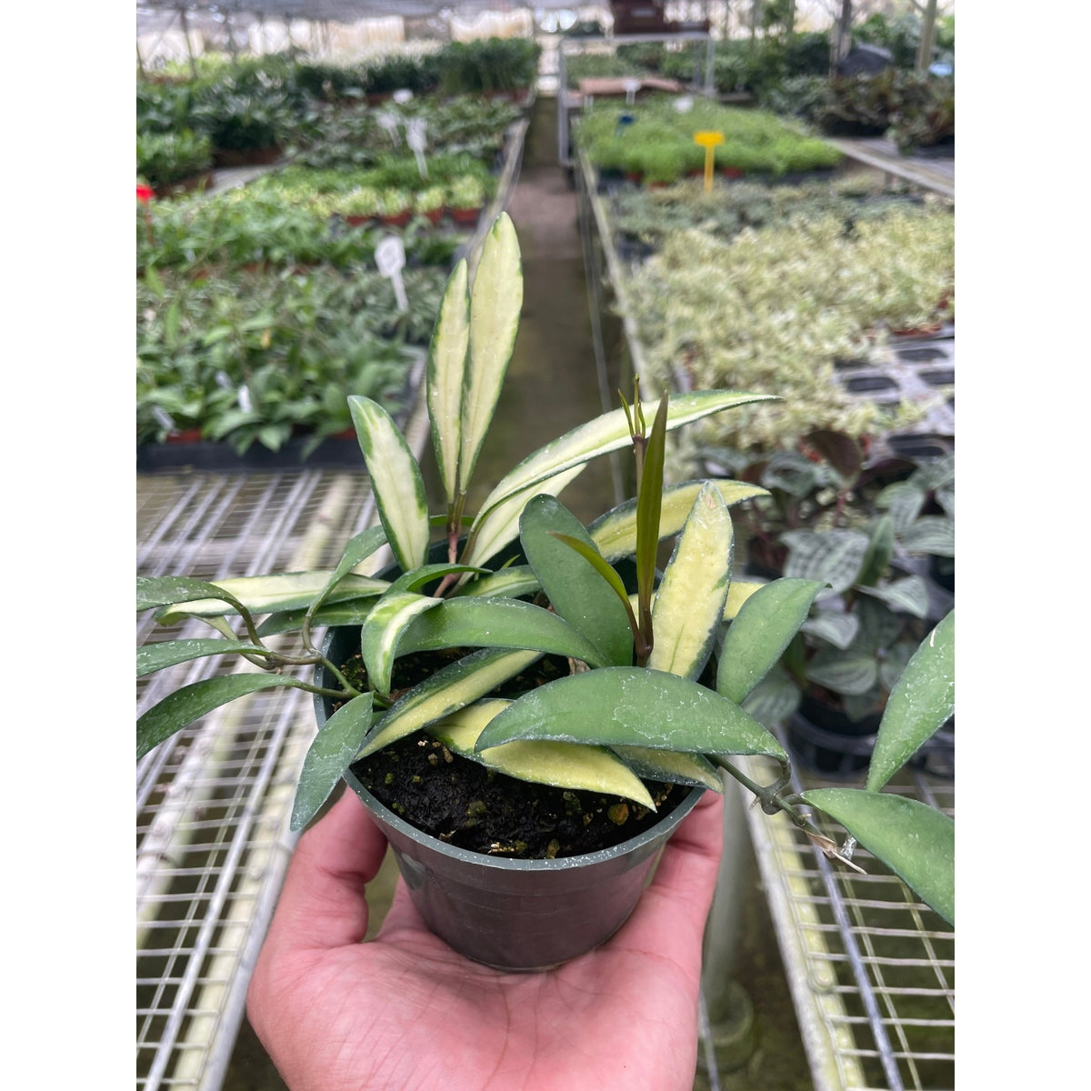 Hoya Wayetii Variegated - BetterGrow Hydro