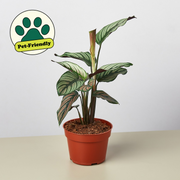 Calathea 'White Star'