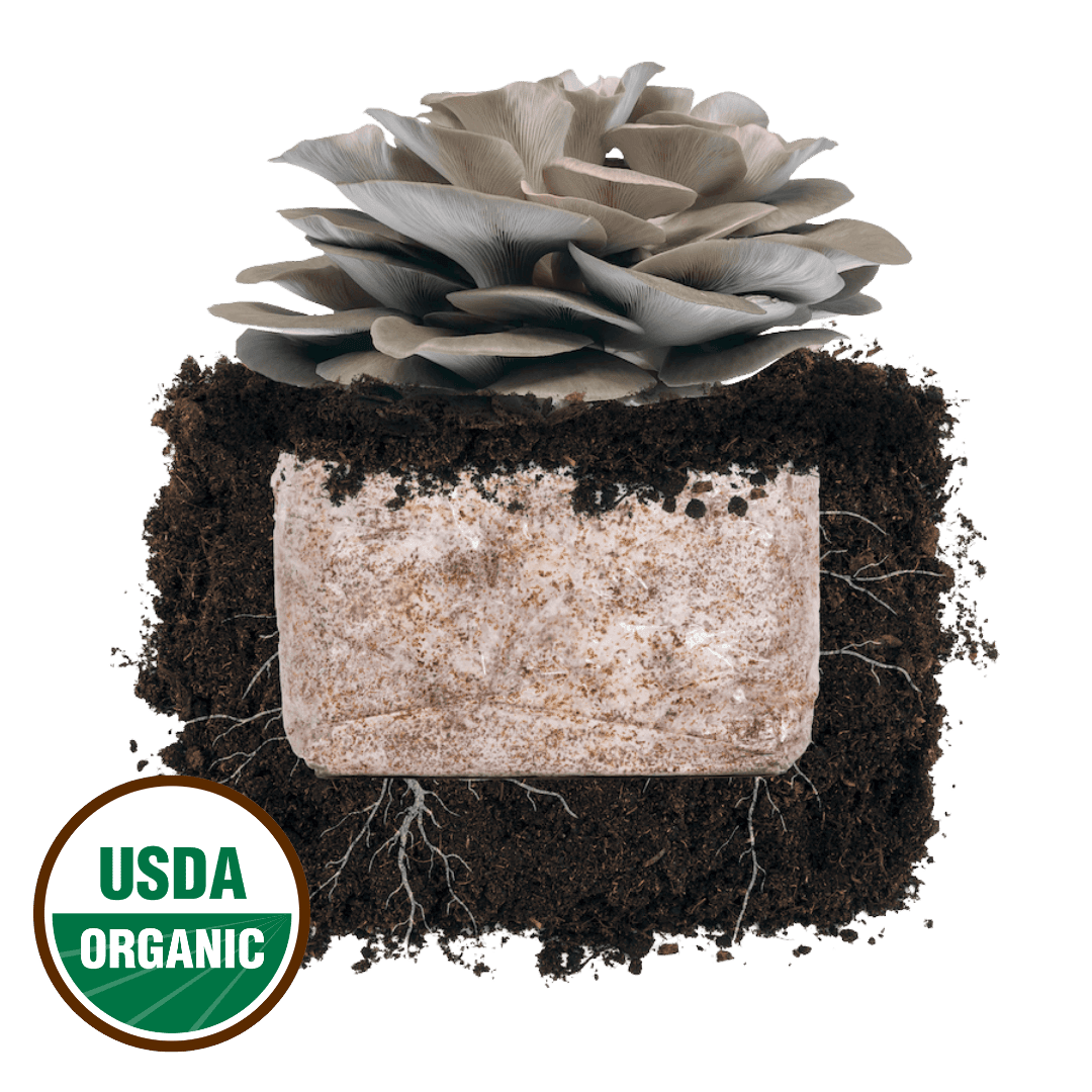 Italian Oyster 'Plant & Grow' Mushroom Starter Block - BetterGrow Hydro