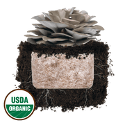 Italian Oyster 'Plant & Grow' Mushroom Starter Block - BetterGrow Hydro