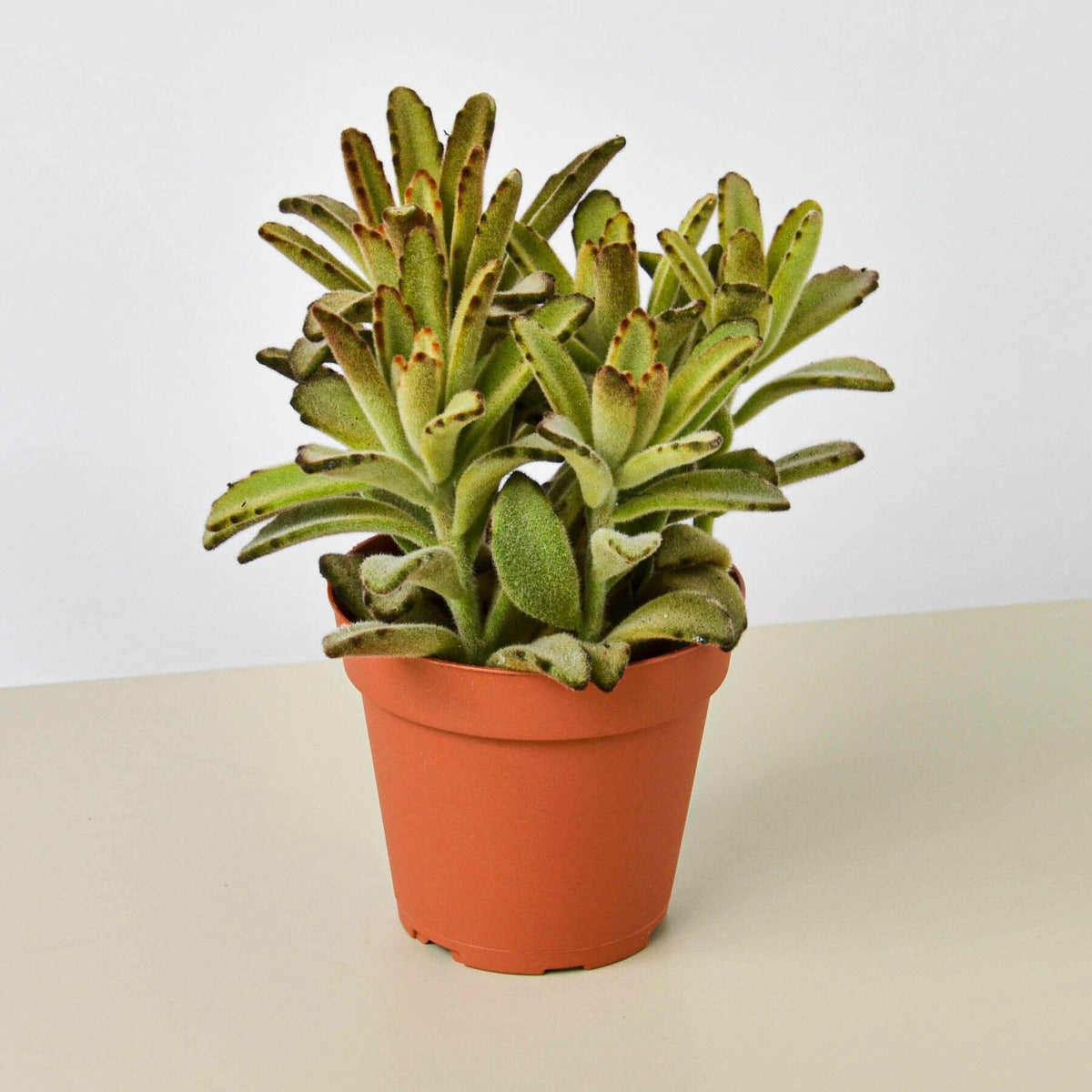 Kalanchoe Tomentosa 'Chocolate Soldier' Succulent - 4" Pot - BetterGrow Hydro