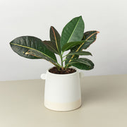 Knob Cylinder Pot - 5 Inch - BetterGrow Hydro