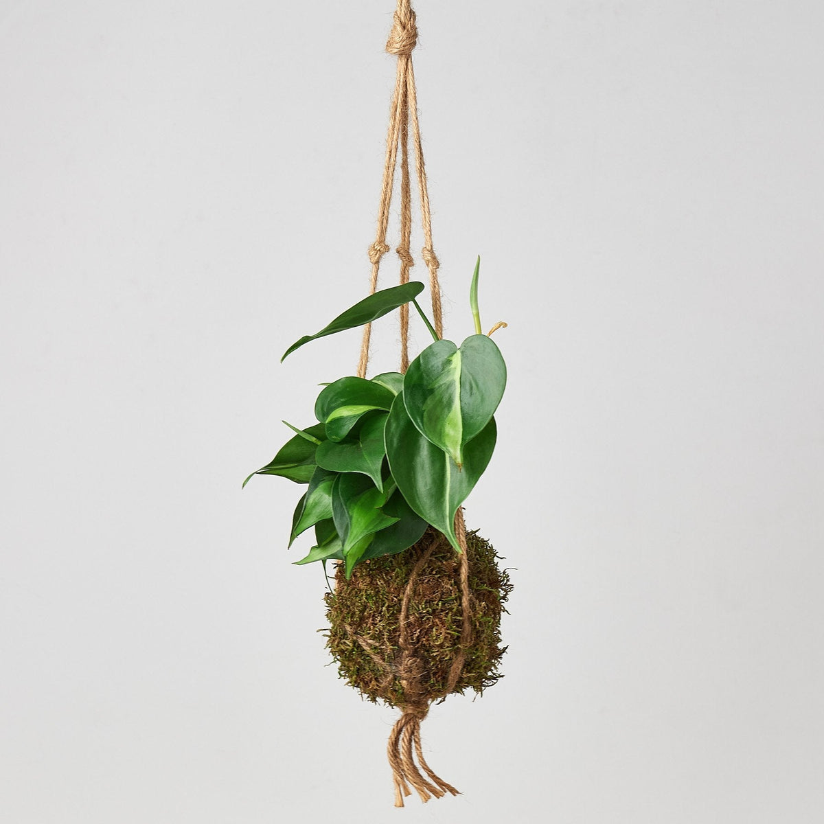 Kokedama Moss Ball Hanging Plant - BetterGrow Hydro