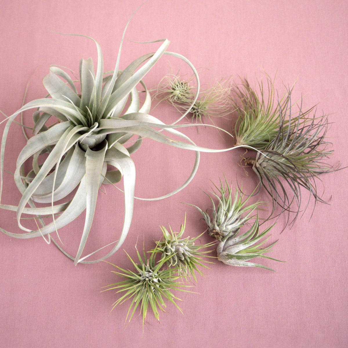 Large Air Plant Bundle - BetterGrow Hydro