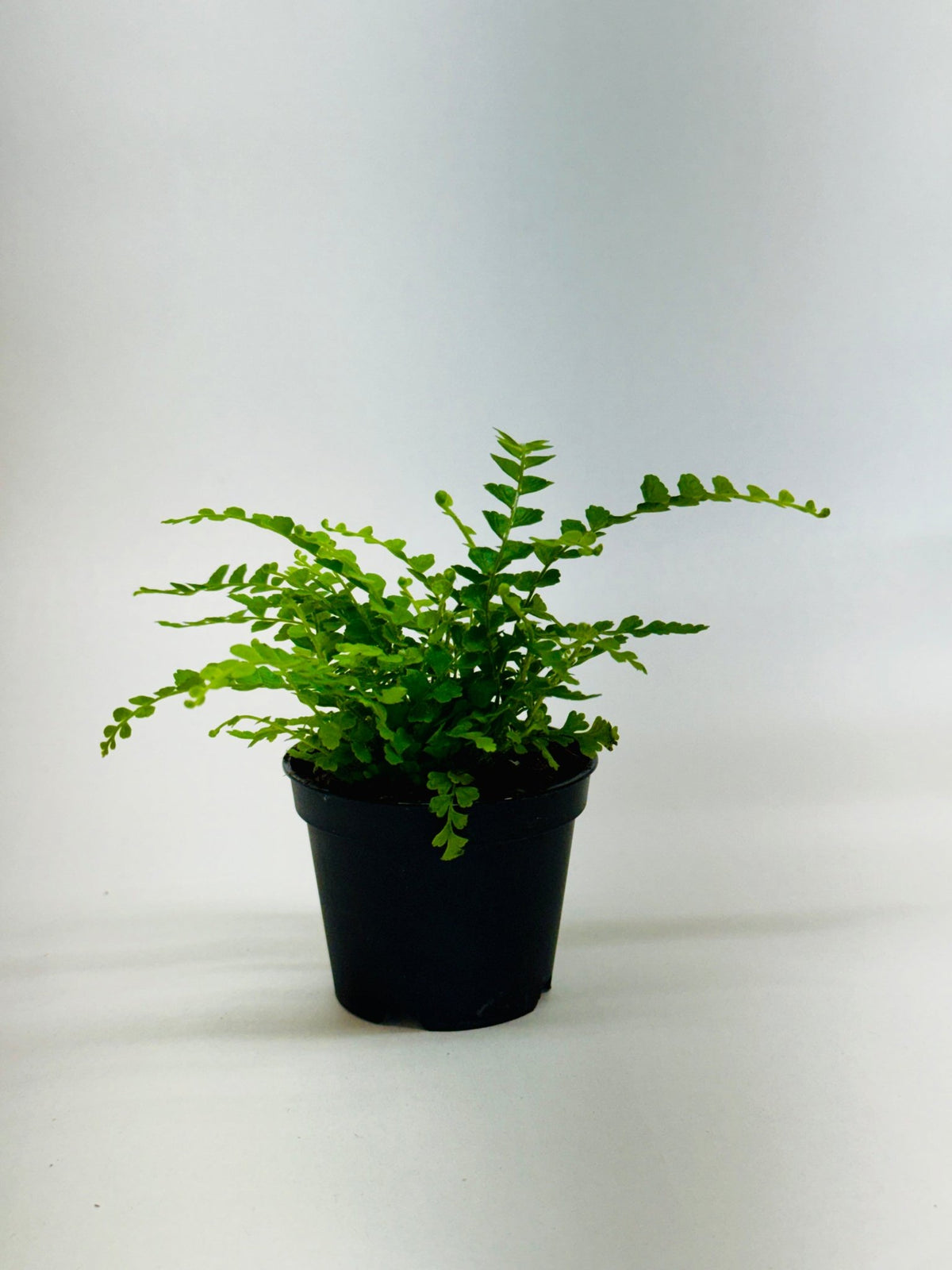 Lemon Button Fern - BetterGrow Hydro