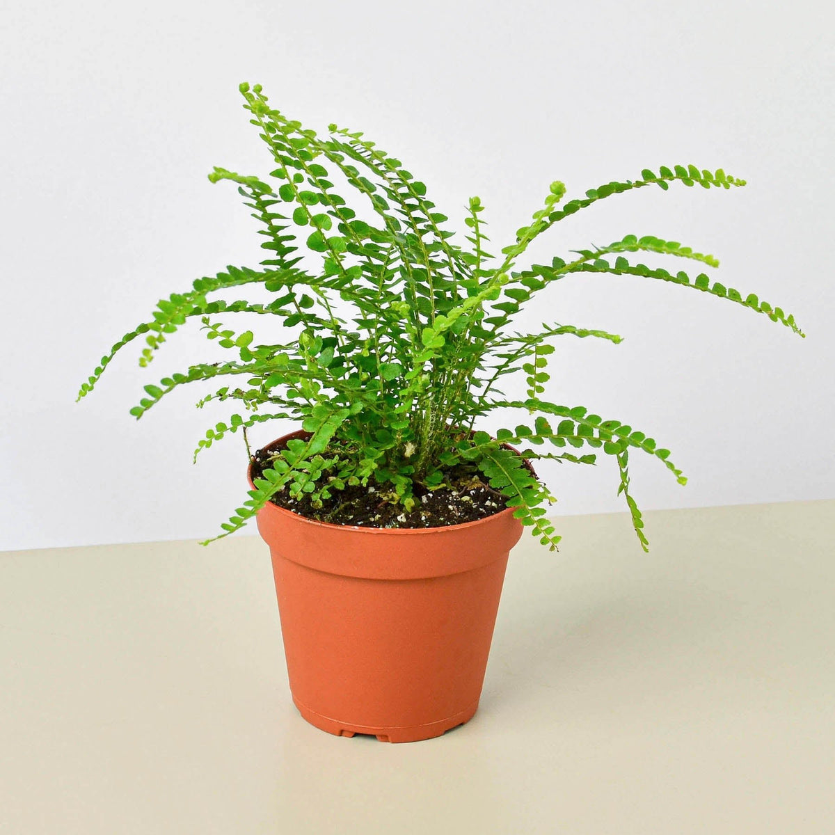 Lemon Button Fern - BetterGrow Hydro