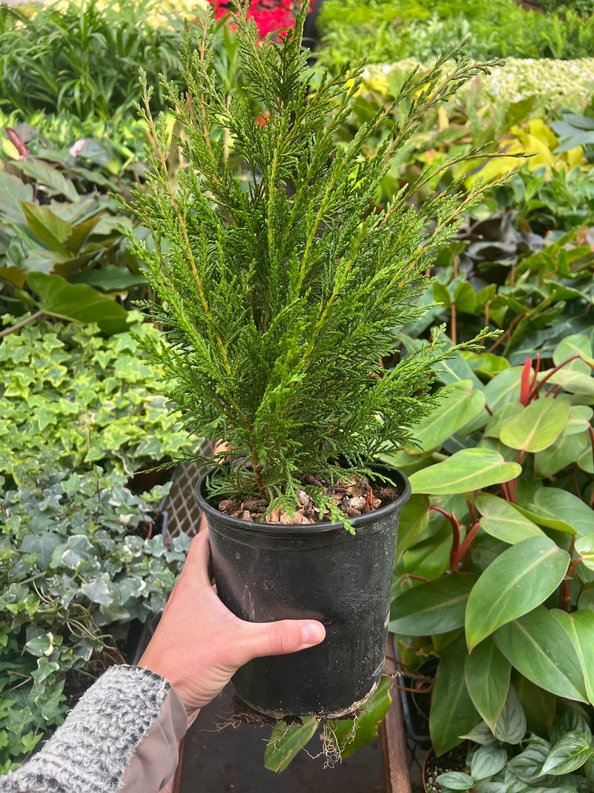 Leyland cypress - 6" Pot - BetterGrow Hydro