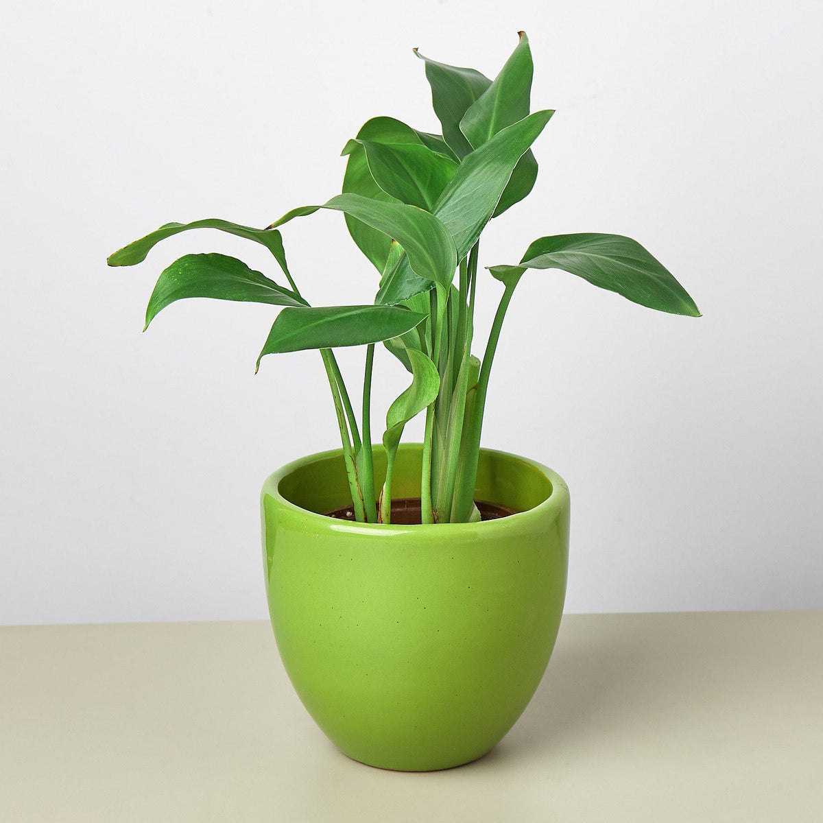 Liberty Bell Planter - BetterGrow Hydro