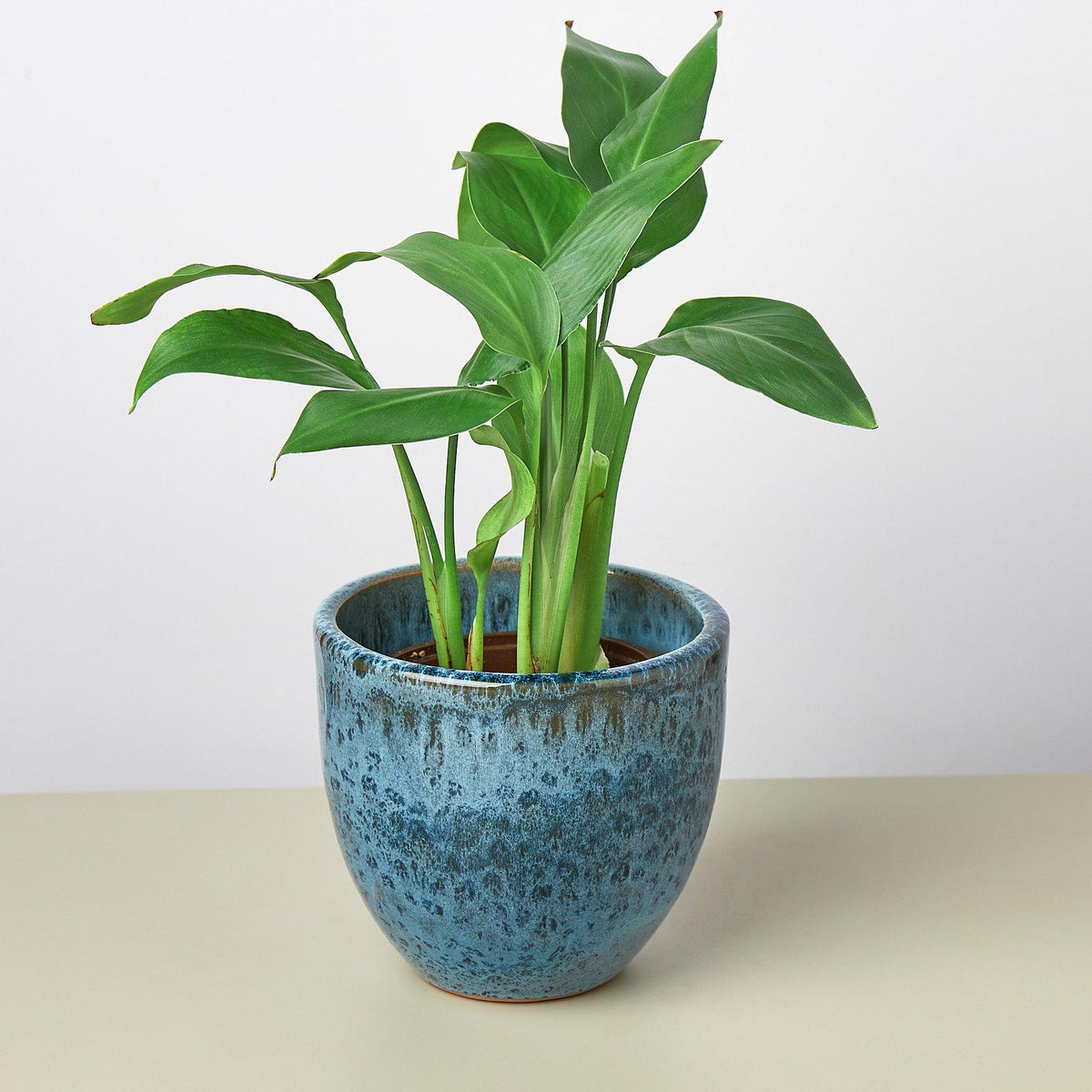 Liberty Bell Planter - BetterGrow Hydro