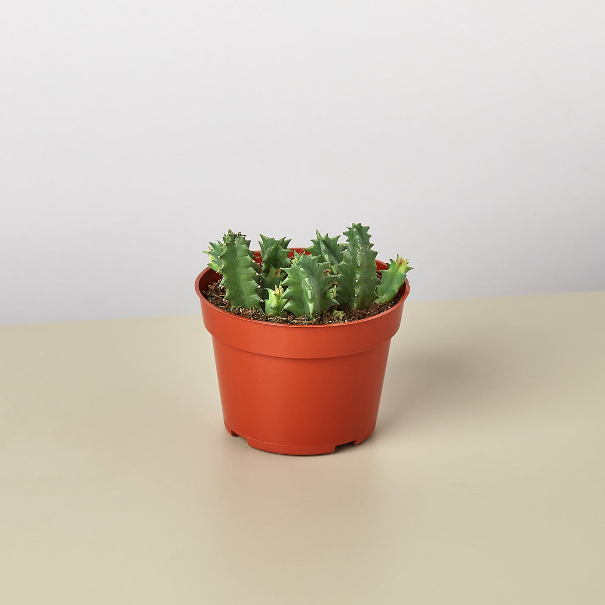 Lifesaver Cactus - BetterGrow Hydro