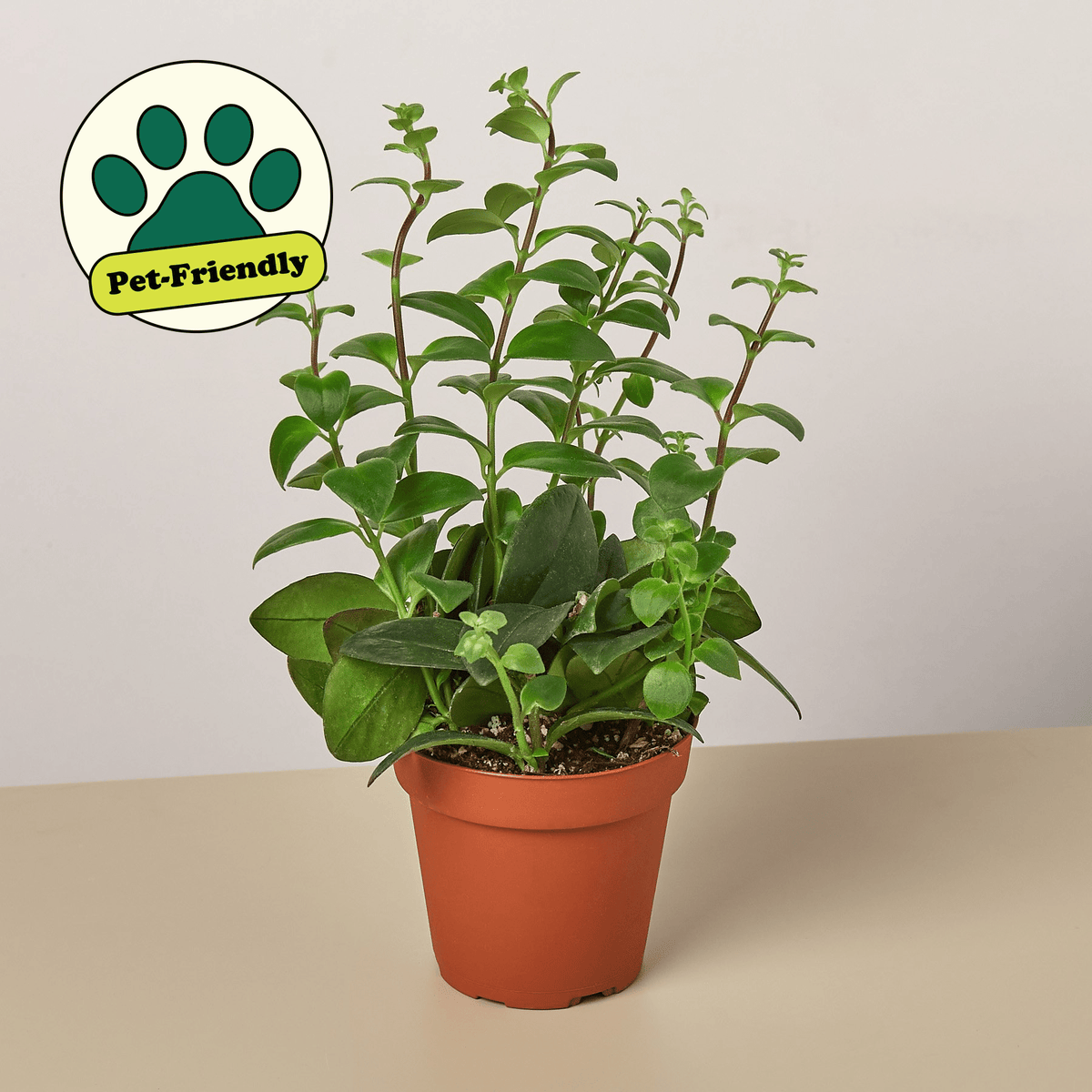 Lipstick Plant - BetterGrow Hydro