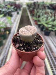 Lithop Living Stone - BetterGrow Hydro
