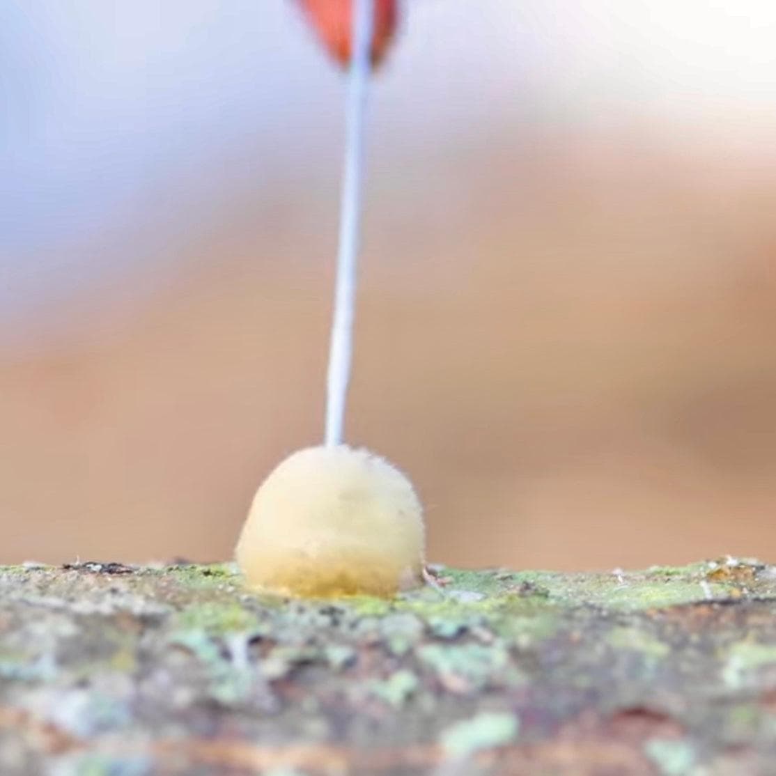 Log Inoculation Sealing Wax - BetterGrow Hydro