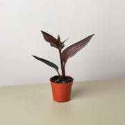 Ludisia Discolor - BetterGrow Hydro