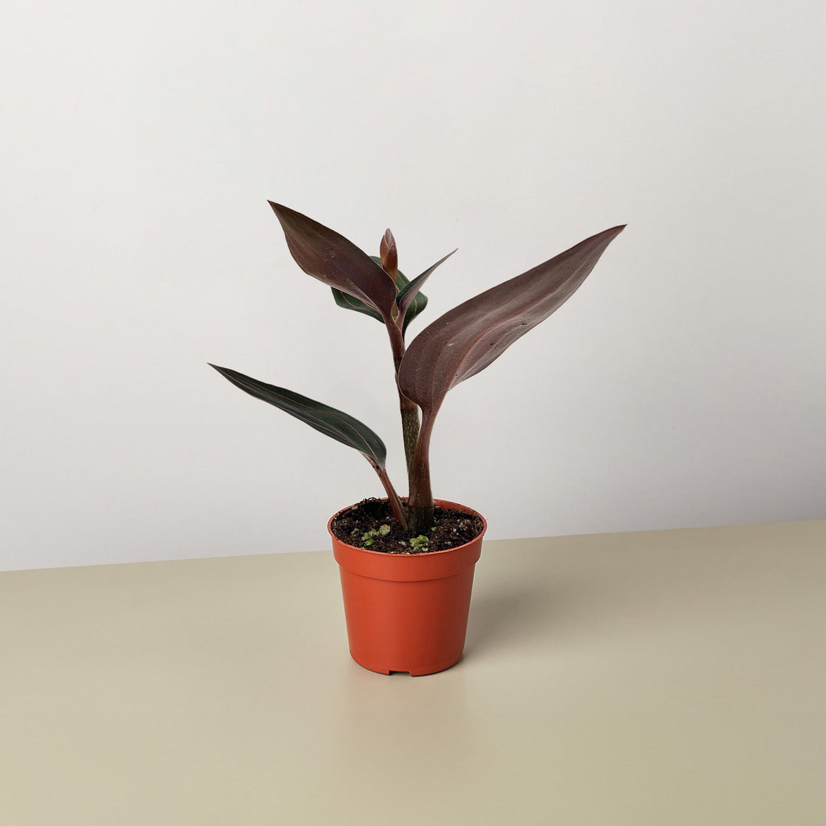 Ludisia Discolor - BetterGrow Hydro