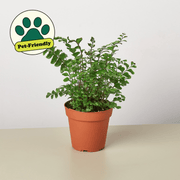 Mahogany Fern - BetterGrow Hydro