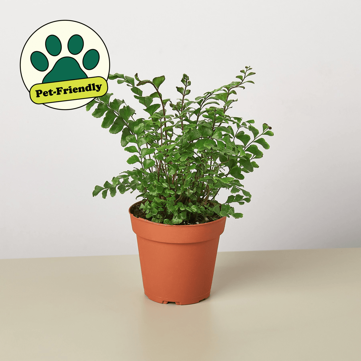 Mahogany Fern - BetterGrow Hydro