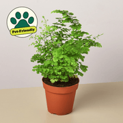 Maidenhair Fern - BetterGrow Hydro
