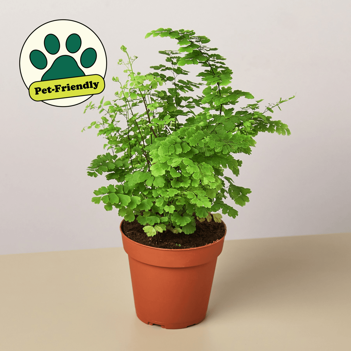 Maidenhair Fern - BetterGrow Hydro